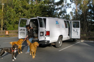 Adventure Waggin'