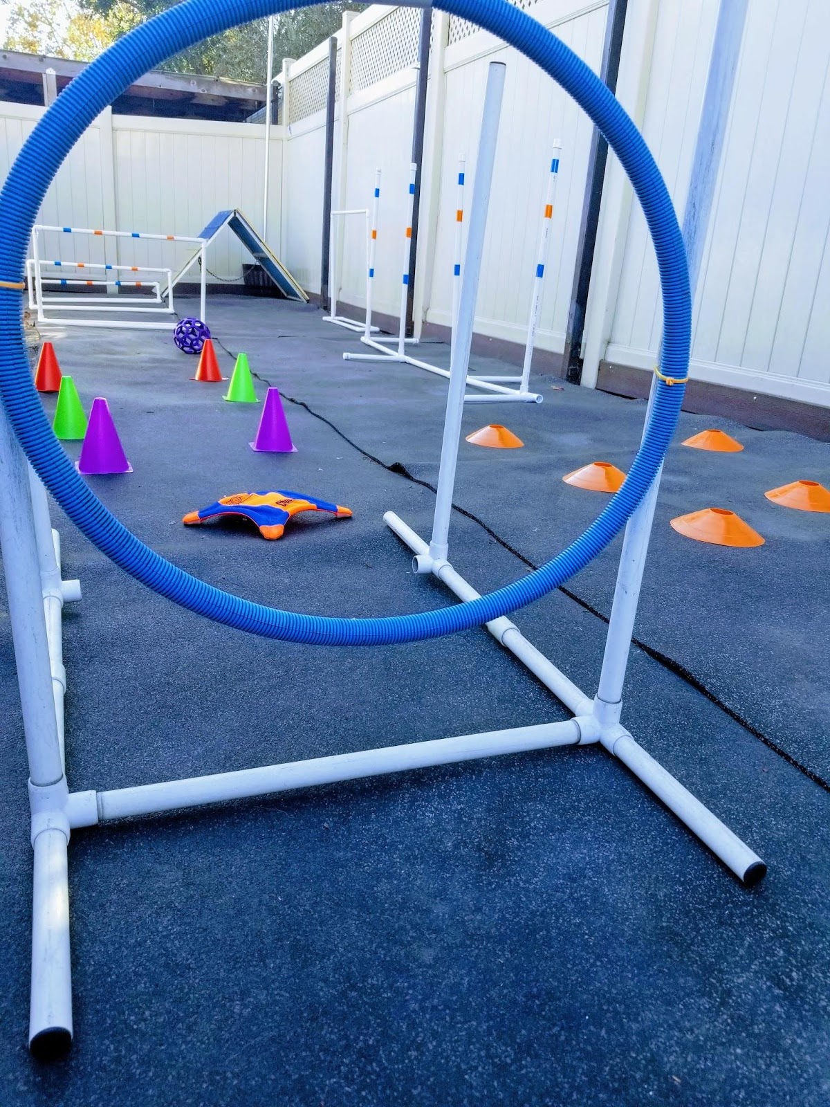 Canine Enrichment Program Citizen Canine