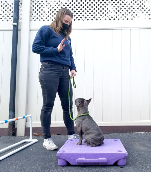 Dog trainer working with a dog