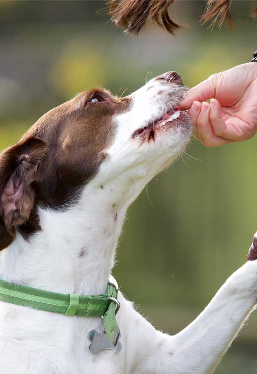 Dog getting positive reinforcement during dog training