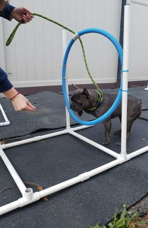 Training a dog to jump through a hoop