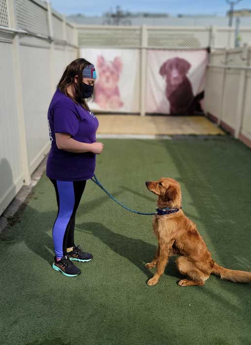 Kindergarten puppy hot sale training