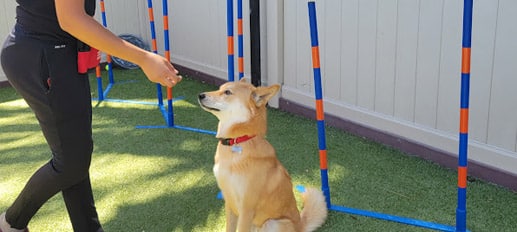 puppy being trained