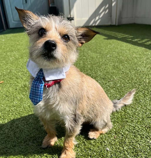Puppy wearing a tie