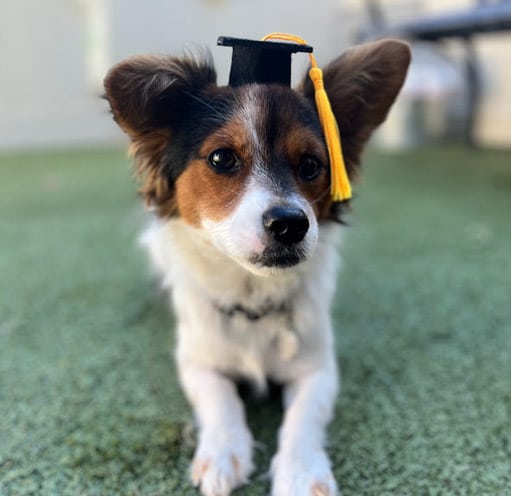 puppy in a graduation cap
