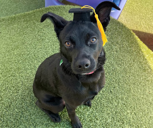 dog in a graduation cap