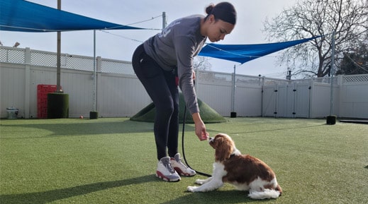 dog trainer working with a dog