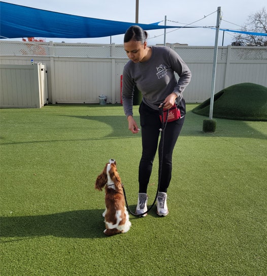 dog trainer working with a dog