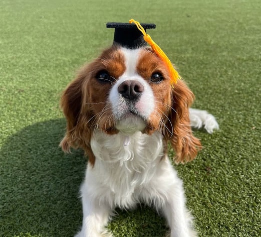 dog with a graduation cap