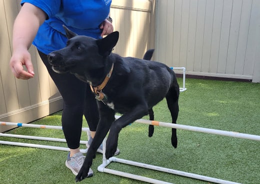 Dog jumping over an obstacle in canine enrichment