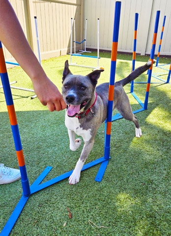 dog going through an obstacle course