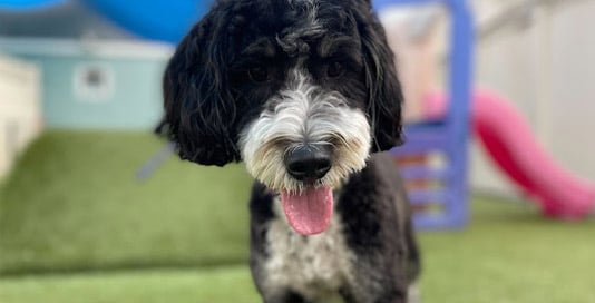 Dog in the outdoor play space