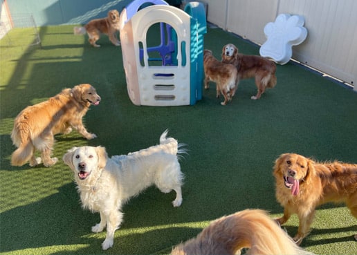 group of happy dogs in daycare