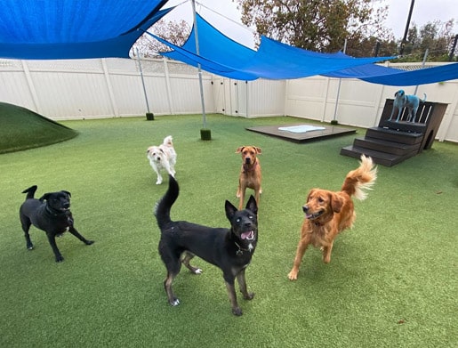 dogs playing in daycare