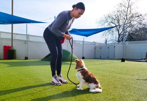 dog training working with a dog