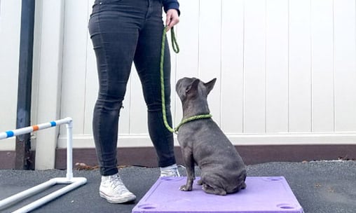 dog being trained to stay