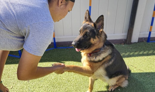 dog trainer teaching a dog to shake hands