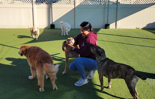 Staff playing with dogs