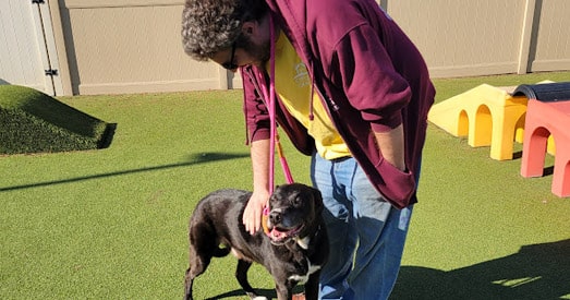 staff playing with a dog