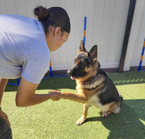 training a dog to shake hands
