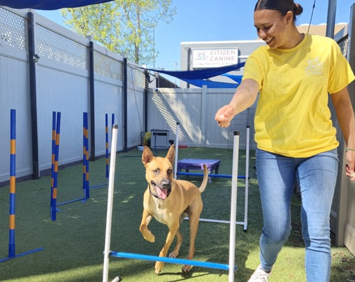 Dog trainer working a dog in the obstacle course