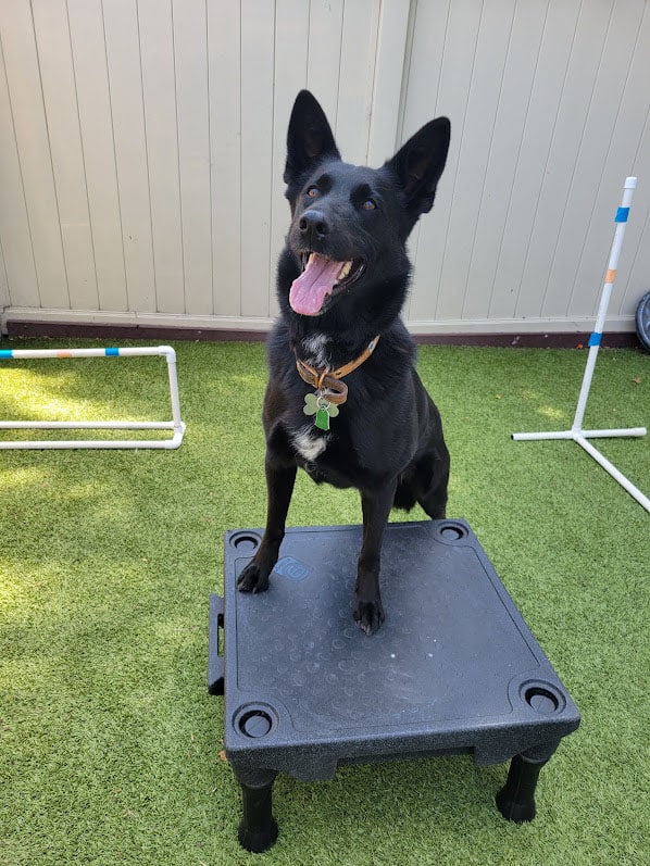 Dog in training