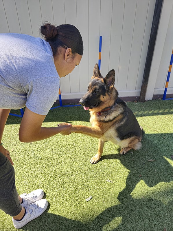 Dog learning to shake hands