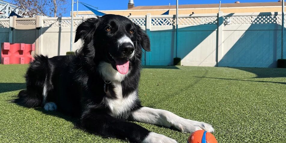 happy dog with ball