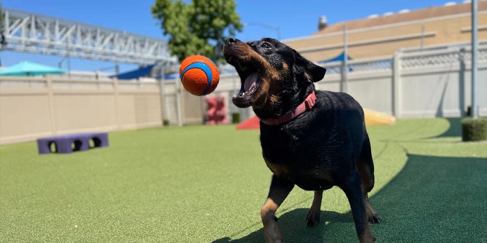 dog catching a toy