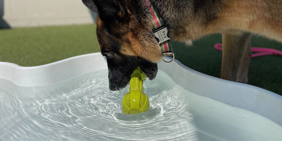 dog with a toy in the pool