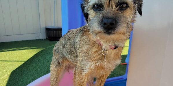 dog in playground equipment