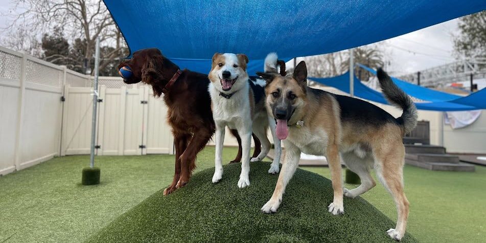 dogs in daycare