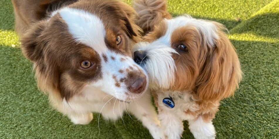 two dogs hugging