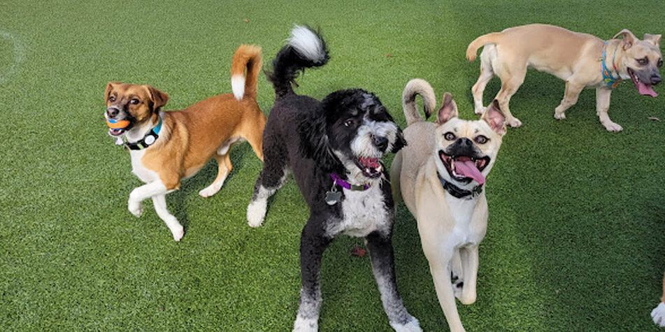 dogs in daycare