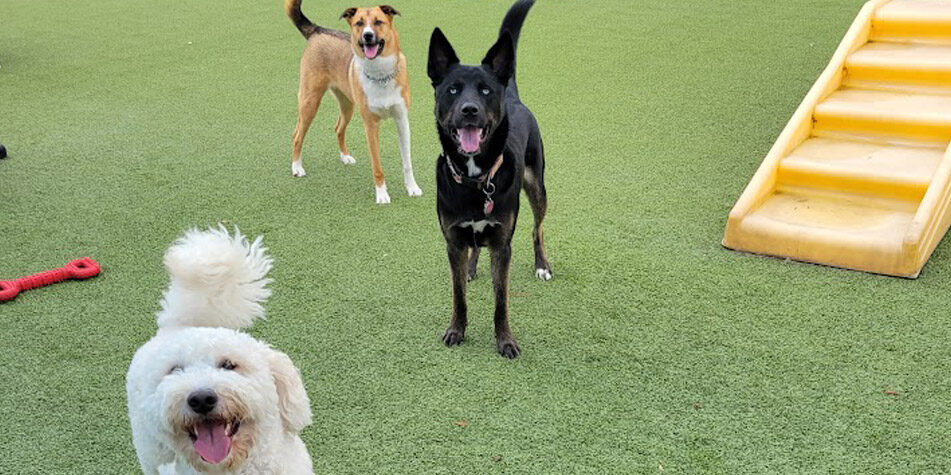 dogs in daycare