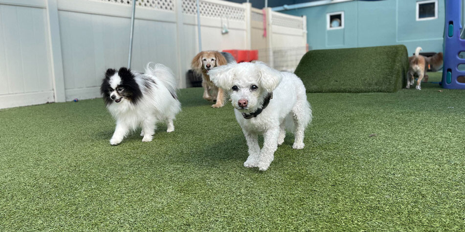 dogs playing in the outdoor space