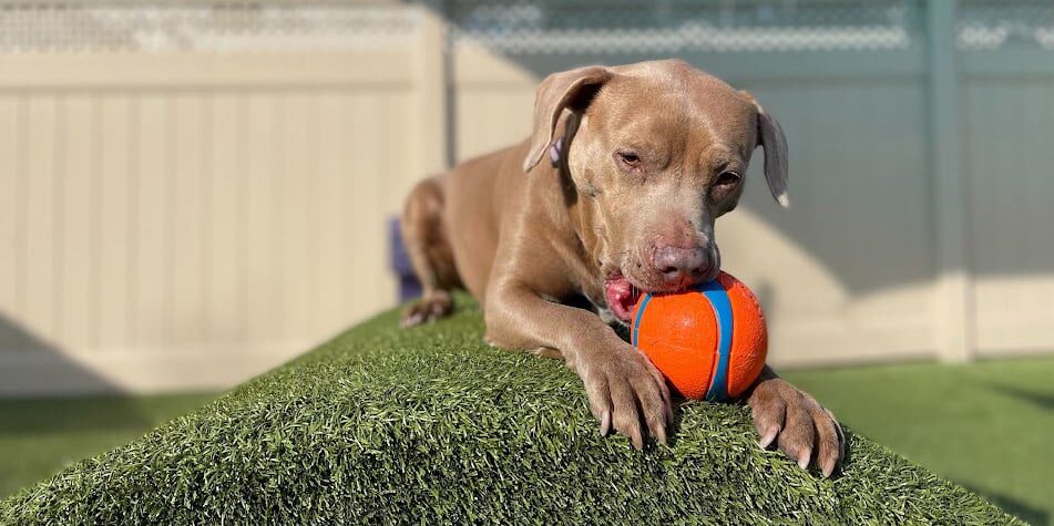 dog chewing on a ball in the outdoor space