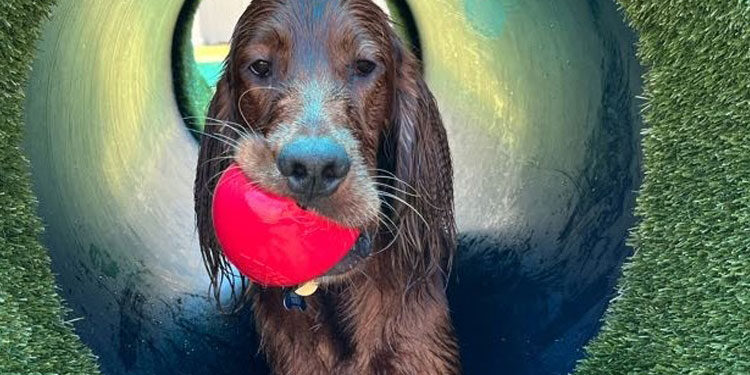 Dog with a red ball