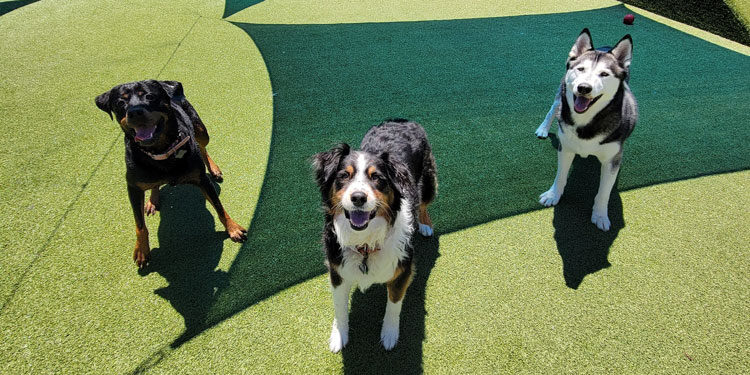 Three dogs playing outside