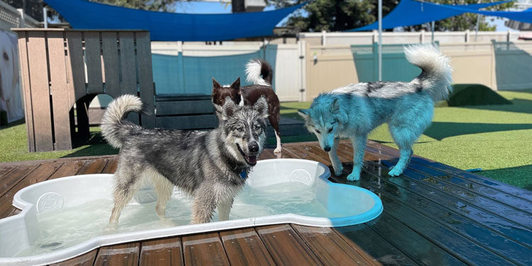 Dogs playing in the pool