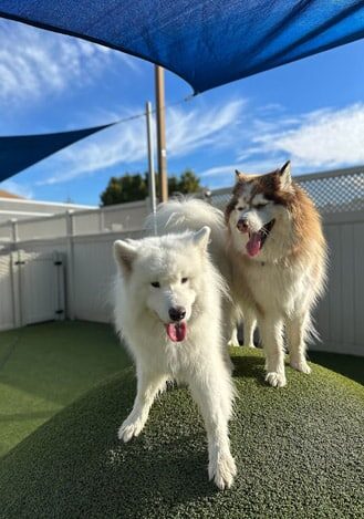 dogs in the outdoor space