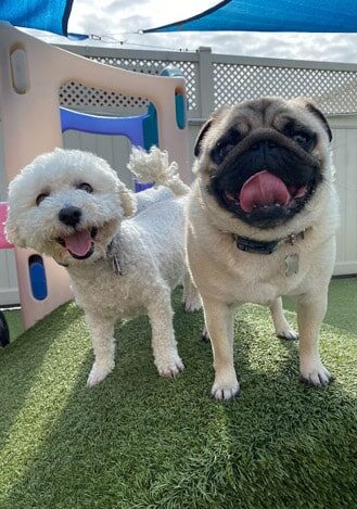 happy dogs in the outdoor space